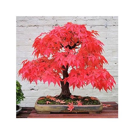 Bonsai fa hamarosan...