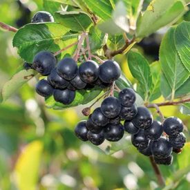 Fekete berkenye  -Arónia 10kg