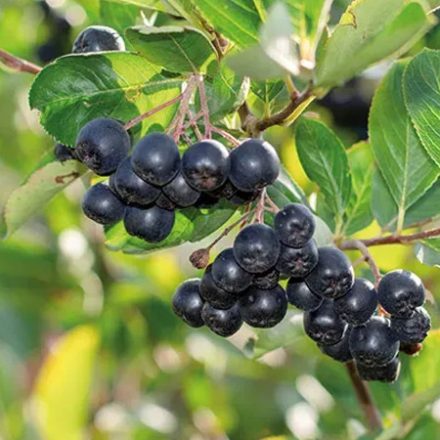Fekete berkenye  -Arónia 10kg