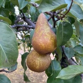 Bosc kobak körte 10kg