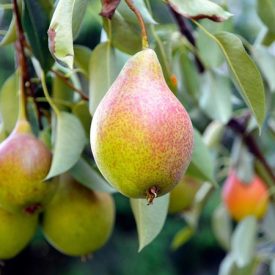 Klapp kedveltje körte10kg