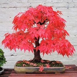 Bonsai 